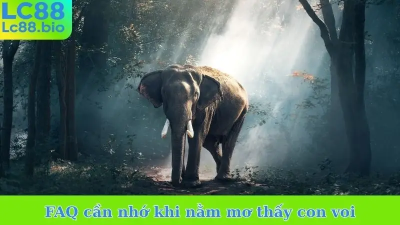 FAQ cần nhớ khi nằm mơ thấy con voi