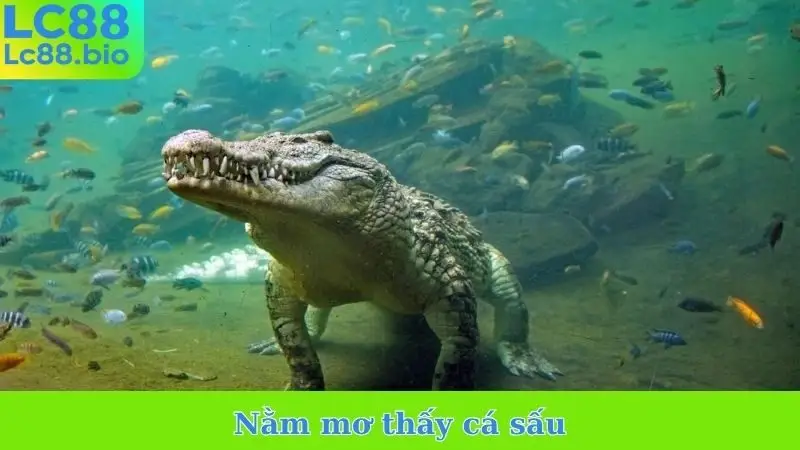 Nằm mơ thấy cá sấu